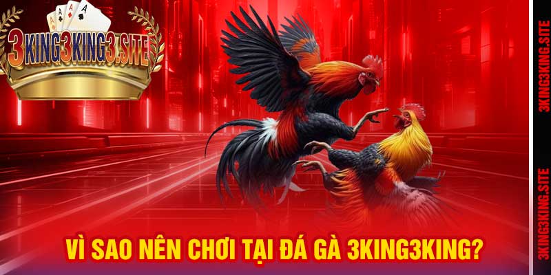 Vì sao nên chơi tại Đá Gà 3king3king?